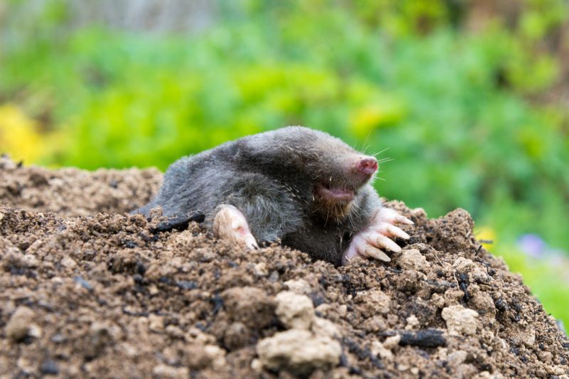 Mole Removal Service