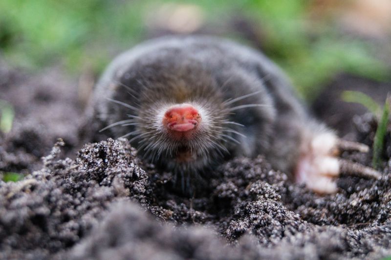 Mole Removal Service