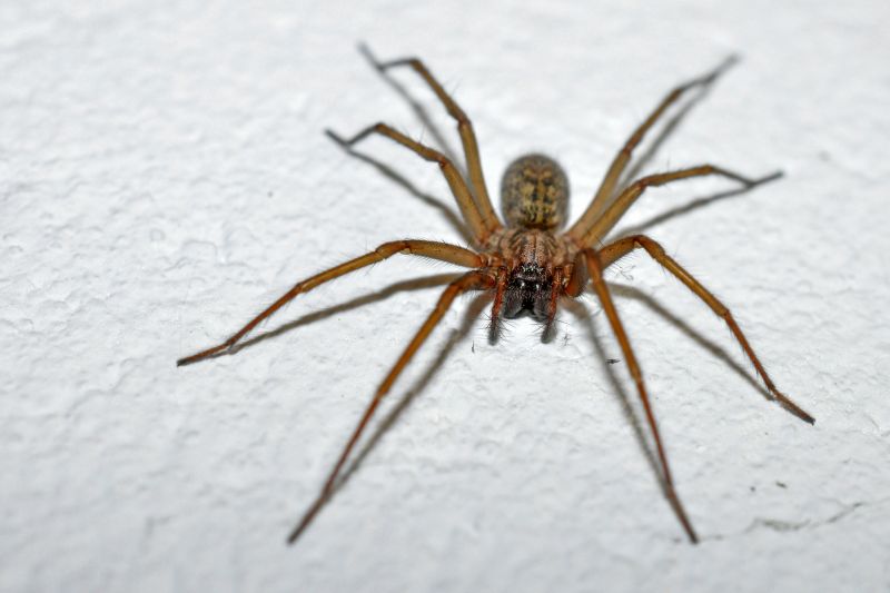 Brown Recluse Extermination in New Braunfels, TX