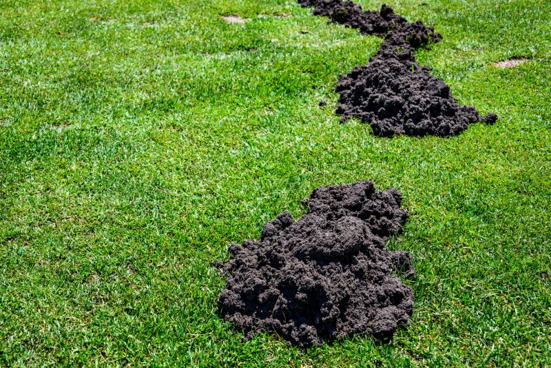 Donâ€™t Let Mole Tunnels Ruin Lawns