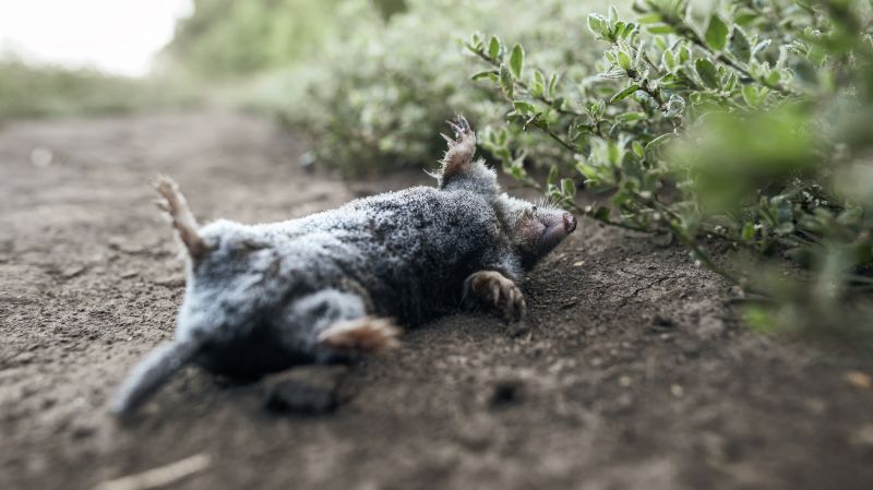 Donâ€™t Let Mole Tunnels Ruin Lawns