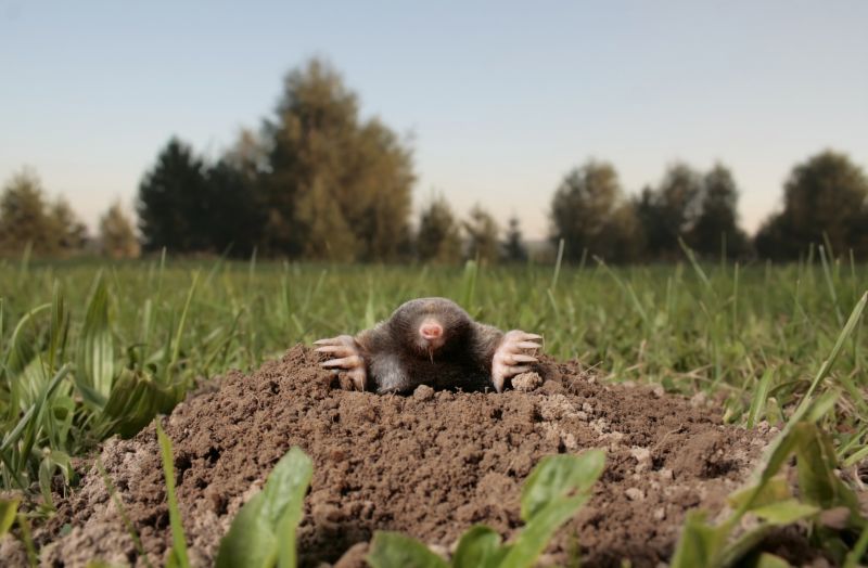 Donâ€™t Let Mole Tunnels Ruin Lawns