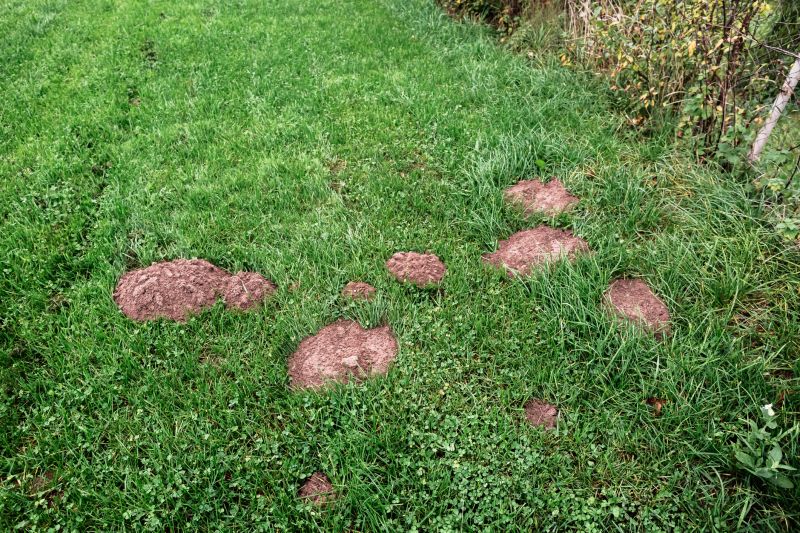 Donâ€™t Let Mole Tunnels Ruin Lawns