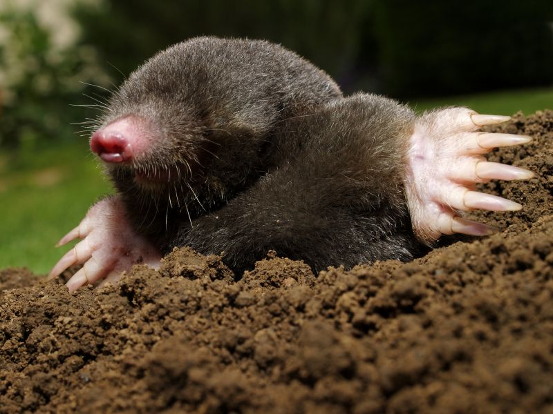 Donâ€™t Let Mole Tunnels Ruin Lawns